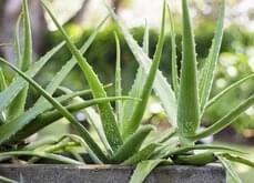 aloe-vera