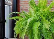 boston-fern