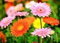 gerbera-daisy