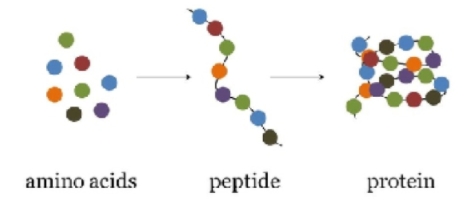 why-protein-matters