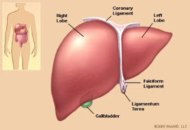 Liver Infographic